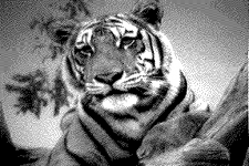 tiger.png