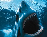 Jaws.jpg