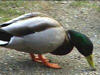 ducky.jpg