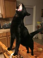 Kfr3vCn.jpg Kfr3vCn.jpg