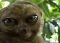 9QOqIsf.gif