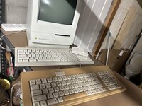 IMG_2966.jpeg