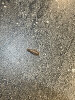 deadsilverfish.jpg deadsilverfish.jpg