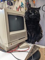 1709218865541.jpeg