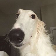 Dogmander