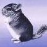 chinchilla-99
