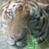 CuriosTiger