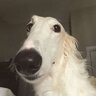 Dogmander