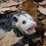 ArbysTPossum