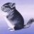 chinchilla-99