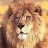 UNA_Lion