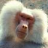 Baboon!