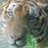 CuriosTiger