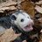 ArbysTPossum
